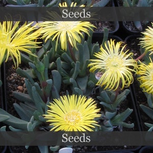 Cheiridopsis rostrata - seeds