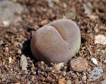 Plant: Gibbaeum nebrownii