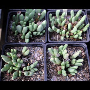 Växt: Antegibbaeum fissoides