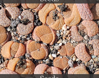 Lithops fulviceps C220 - graines