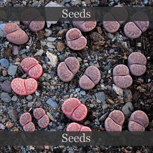 Lithops &#39;Sangria&#39; (F2-Hybrid) - Samen