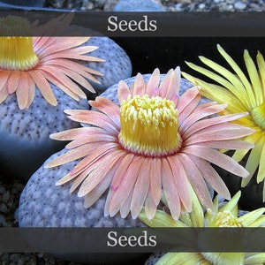 Lithops Verruculosa 'Rose Of Texas' – Living Stones Succulent Plant