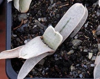 Plant: Gasteria "Elsa" - bonte verspringing
