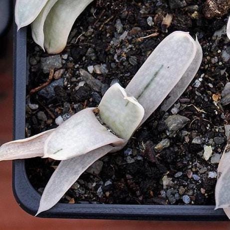 Gasteraloe - Etsy 日本