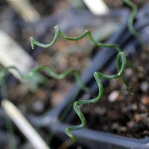 Può includere: Primo piano di un gambo di pianta verde e riccio. Il gambo ha una forma ondulata unica con piccole protuberanze sulla sua superficie. La pianta è ambientata su uno sfondo sfocato, che suggerisce un giardino o un vivaio.