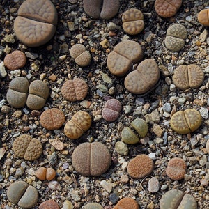 Plant: Lithops MIX - 5 named plants