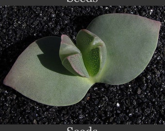 Cheiridopsis peculiaris - seeds