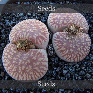 May include: Close-up of three pink and brown Lithops, also known as "living stones", with intricate patterns on their surface. The plants are growing in a bed of black gravel. The text "Seeds" appears twice in the image.