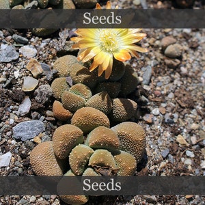 Aloinopsis Luckhoffii - Samen