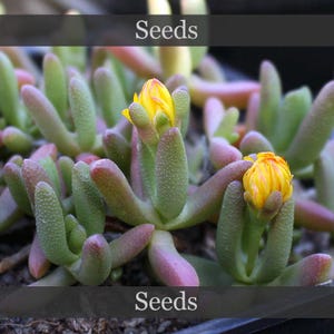 Rhinephyllum luteum DT4976 - seeds