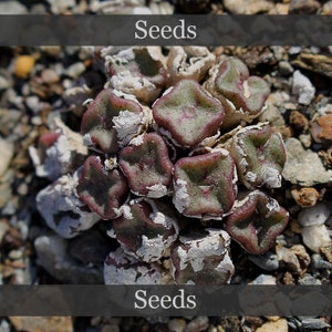 May include: Close-up of a cluster of small, fleshy, green and purple succulent plants with a white powdery coating. The plants are growing in a bed of small stones. The text "Seeds" appears twice in the image.