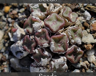 Conophytum sześcienne [NE Eksteenfontein] - nasiona