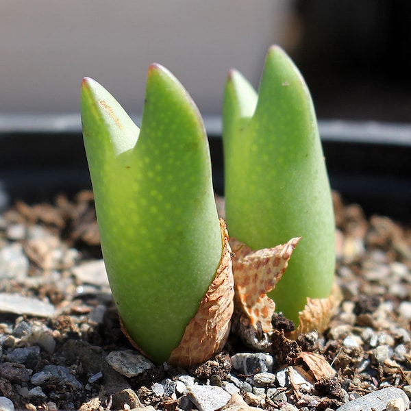 Plant: Conophytum bilobum 'elishae'