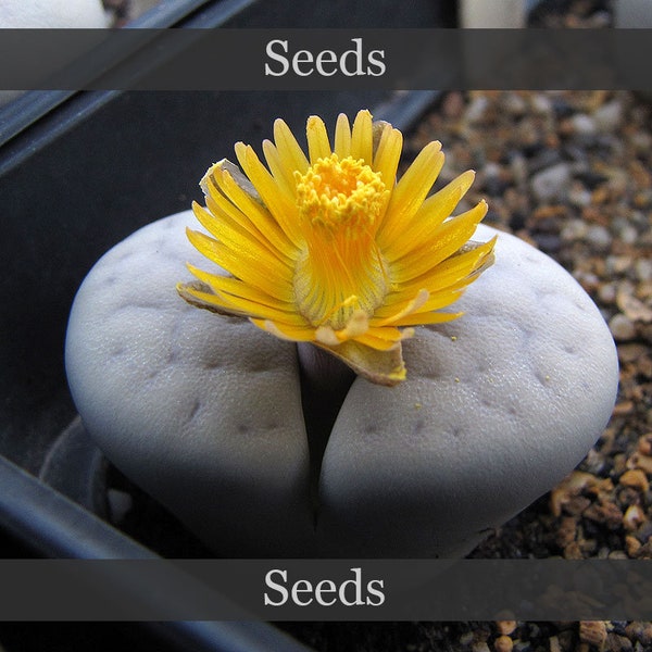 Lithops vallis-mariae C066 - seeds