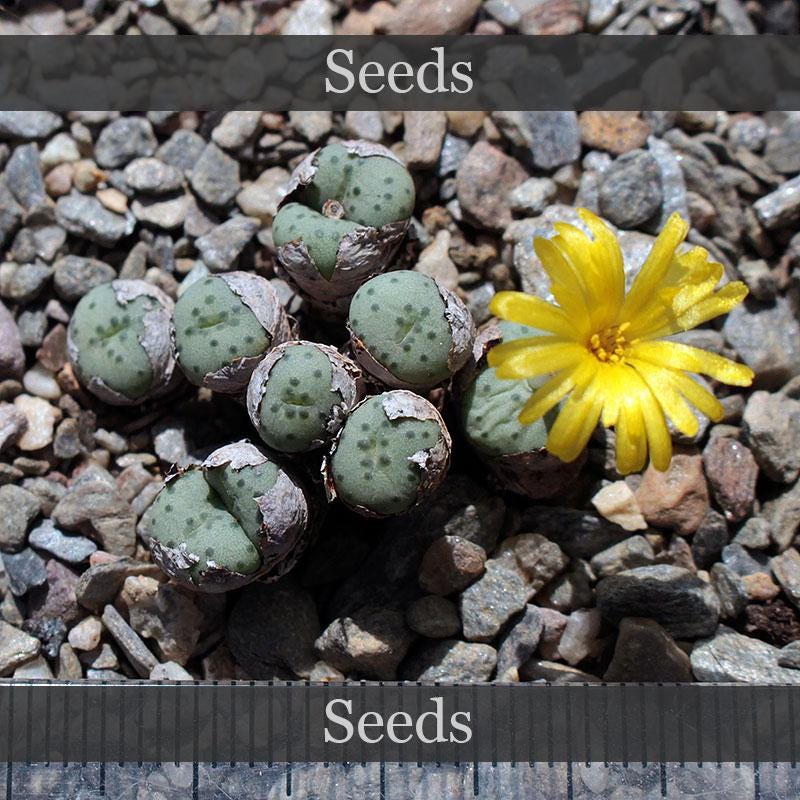 Conophytum pageae - Etsy 日本
