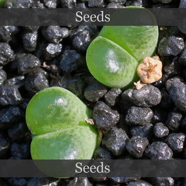 Conophytum longum [Umdaus] - seeds