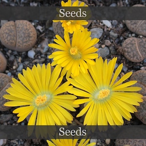 May include: Close-up of four yellow flowers with multiple petals, blooming in a bed of small grey stones. The flowers have a green centre with yellow pollen. The image has the word "Seeds" at the top and bottom.