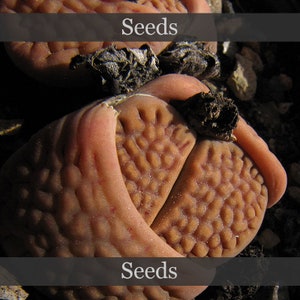 May include: Close-up of brown and pink fleshy plant seeds. The seeds have a textured surface and are arranged in a cluster.