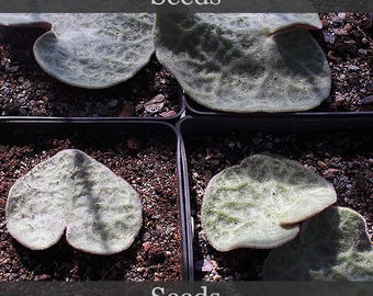 Tylecodon singularis - 100 nasion