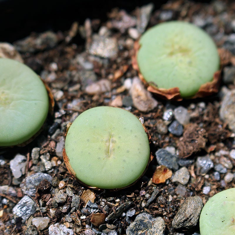 Conophytum pageae - Etsy 日本