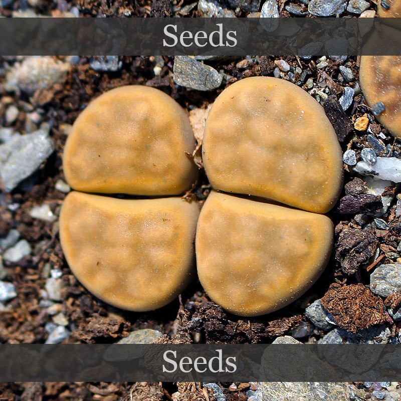 Lithops otzeniana - Etsy 日本