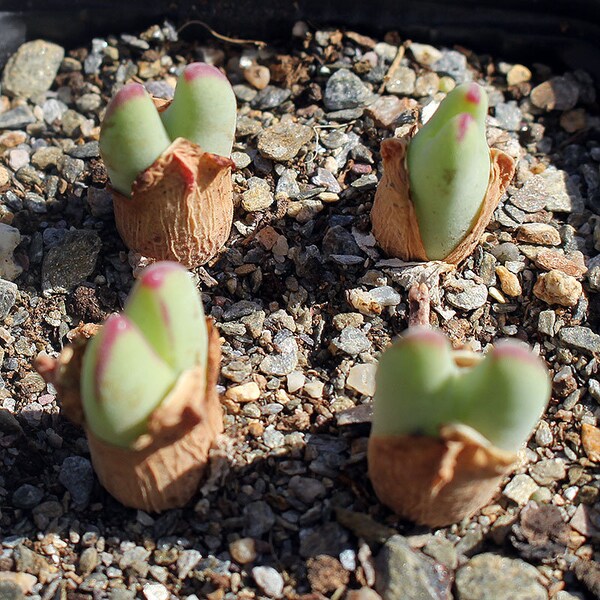 Plant: Conophytum bilobum 'leucanthum' (white flower)