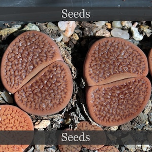May include: Close-up of two brown, fleshy, split-leaf succulents with a textured surface. The succulents are surrounded by small stones and soil. The text "Seeds" appears twice in the image.