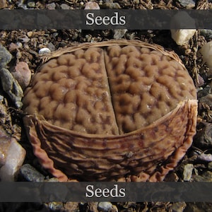 May include: Close-up of brown, wrinkled seeds with a textured surface. The seeds are arranged in two halves, resembling a brain.