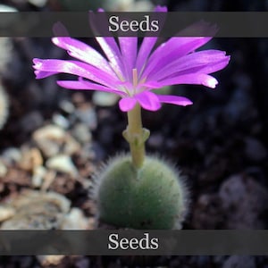 Può includere: Primo piano di una piccola pianta succulenta con un vibrante fiore viola. Il fiore ha petali delicati e un centro giallo. La pianta ha una base verde e sfocata. La parola "Seeds" è visualizzata in un banner nella parte superiore e inferiore dell'immagine.