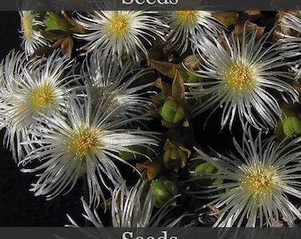 Sceletium tortuosum - 10 Samen
