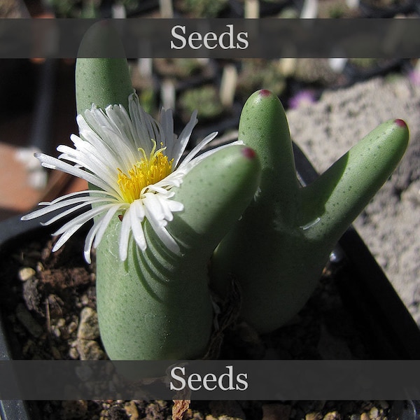 Conophytum bilobum 'lacteum' [Kosies] - seeds