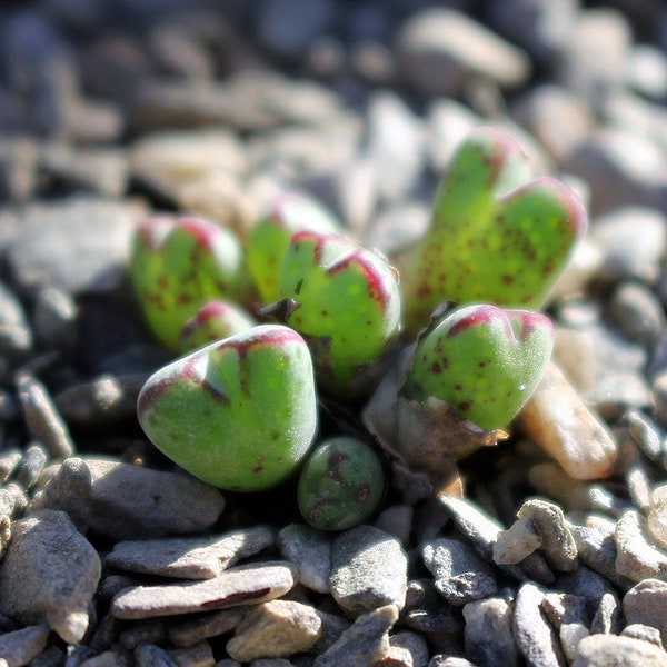 Plant: Conophytum marginatum CR2057