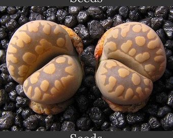 Lithops otzeniana SH531 - semi