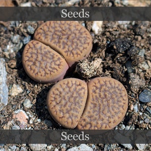 May include: Two brown and purple succulent plants with a patterned surface. The plants are on a bed of brown soil and small stones. The text "Seeds" is written above and below the plants.