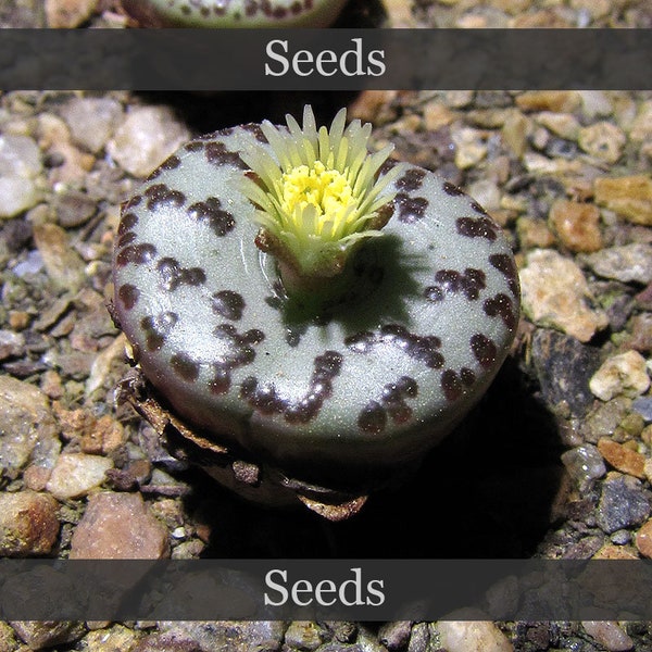 Conophytum obcordellum 'mundum' LAV28653 [Snorkfontein] - seeds