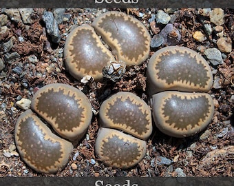 Lithops salicola C049 - graines