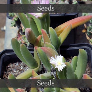 Gibbaeum pachypodium - seeds