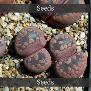 May include: Close-up of several Lithops plants, also known as living stones, with a unique, rounded shape and a mottled pattern in shades of brown and purple. The word "Seeds" is displayed in a banner across the top and bottom of the image.