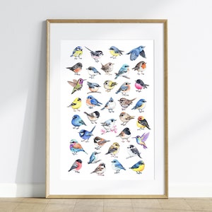 Impresión de pájaro Feathered Friends de 13" x 19", hermoso póster de pájaros, pájaros de todo el mundo