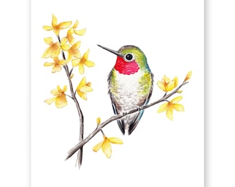 Anna's Hummingbird Watercolor Print / 8"x10" Bird watercolor print / Gift for Bird Lover / Cute bird painting / Hummingbird Art