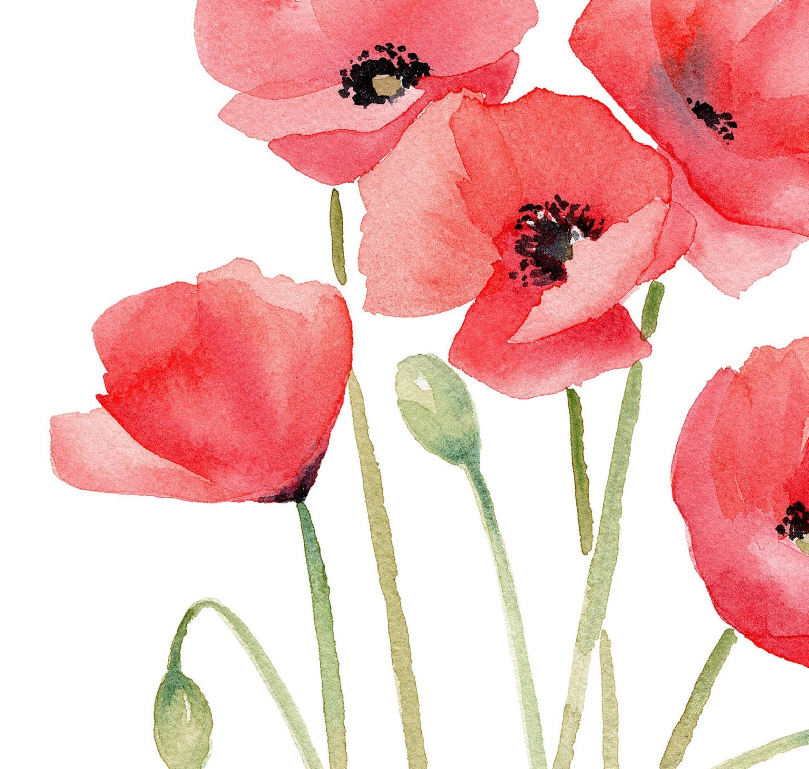 Red Poppies Watercolor Art Print - Etsy