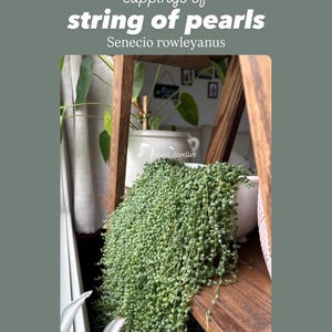 Clippings of a String of Pearls Plant - unrooted, 5 strands, ready to pot!