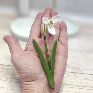 Può includere: Un singolo fiore di bucaneve bianco con foglie verdi. Il fiore è delicato e ha una fioritura a forma di campana bianca.