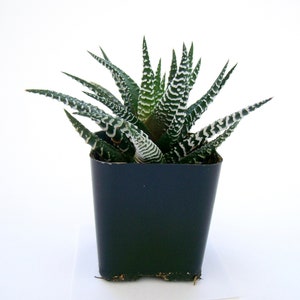 Haworthia attenuata "Zebra Plant" Succulent in a 2" pot