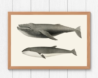 Impressão de arte de baleia vintage: pôster de baleia jubarte e baleia-minke (download digital)