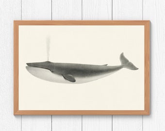 Lámina artística vintage de ballena azul: Póster minimalista del océano (descarga digital)