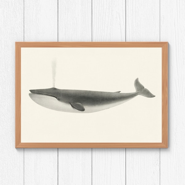 Whale Art Print, Beach House Art, Whale Poster, Bathroom Wall Art, Vintage Ocean, Blue Whale Art, Ocean Poster, Whale Decor, Minimalist Art