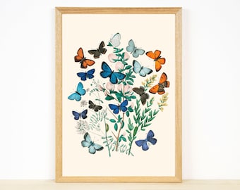 Vintage Butterfly Botanical Print: Antique Illustration (Digital Download)