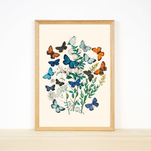 Vintage Butterfly Botanical Print: Antique Illustration (Digital Download)