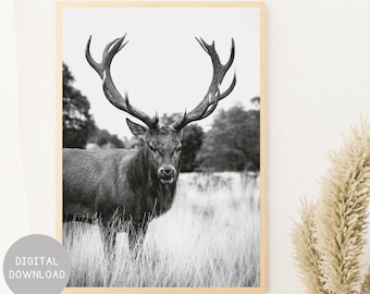 Schwarz weiss Rehe: Waldtiere Fotografie (Digitaler Download)
